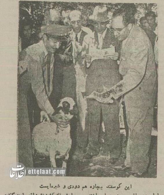 عکسهای تکاندهنده از شیرهکشخانههای تهران در دهه سی