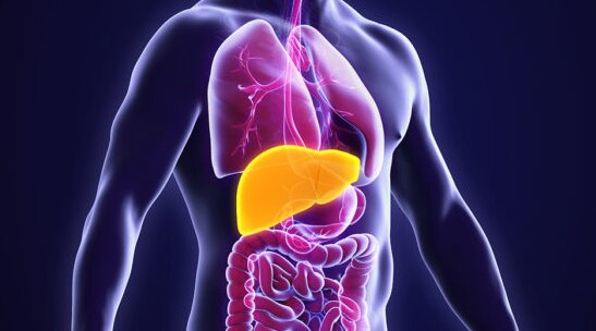 مهم‌ترین عاملی که کبد را چرب می‌کند/ راز چرب شدن جگر غازها را به خاطر بسپارید/ علائم کبد چرب چیست؟