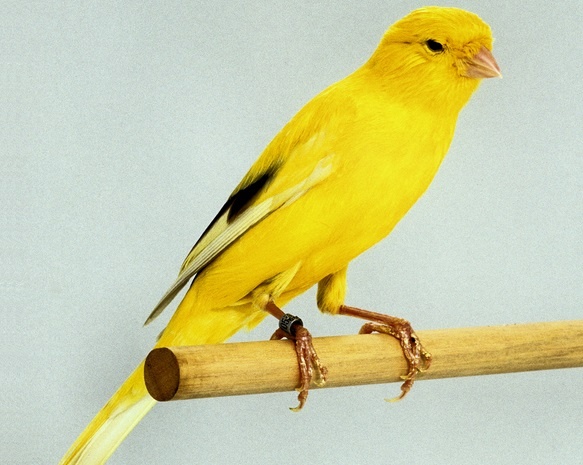 14 5 17 16104620110200017 Posture Canary Bernois